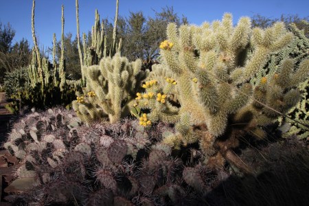 Many different types growing together