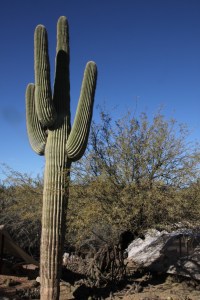 Saguaro