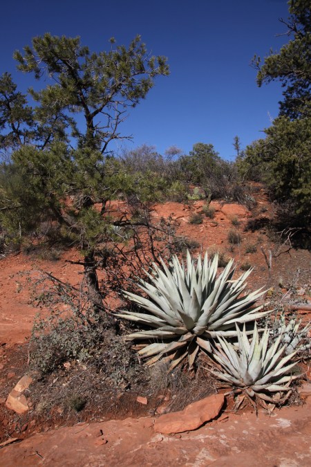 SedonaCantRaiseCornHere