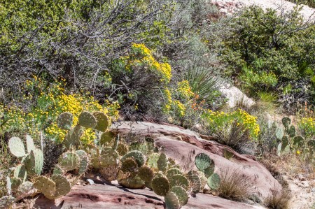 Red Rock Fauna
