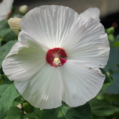 Lord Baltimore Hibiscus