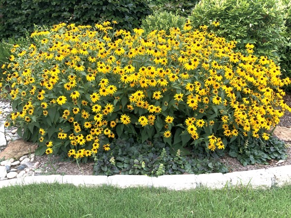 Black Eyed Susans