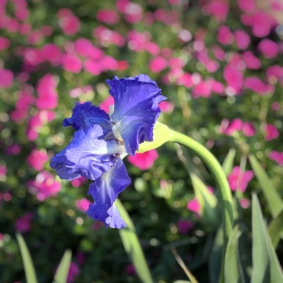 Iris 2025 10 26 GreenBelt.