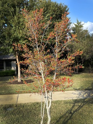Possumhaw Holly 2025 10 26 GreenBelt.
